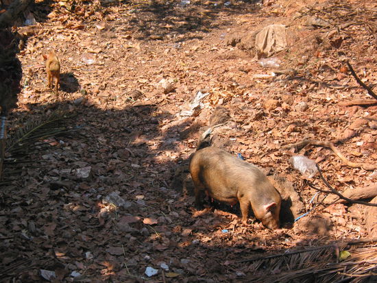 für Bio-Entsorgungen zuständig
