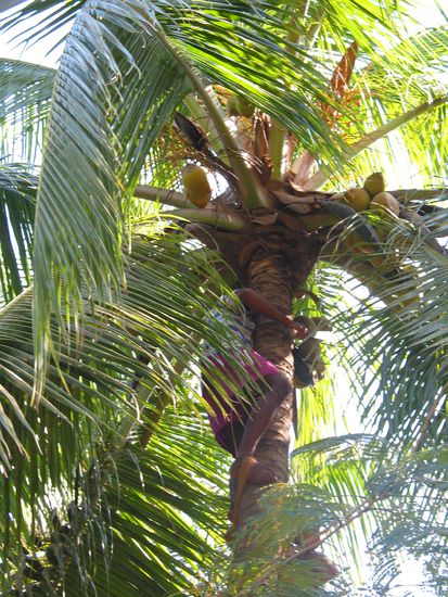 Reife Nüsse müssen runtergeholt werden.