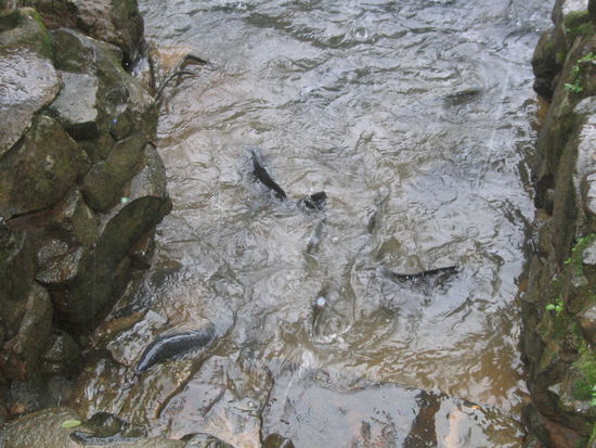 Diesmal kamen nur Fische statt Aale