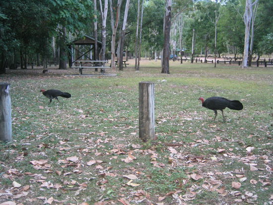 Truthähne im Gleichschritt