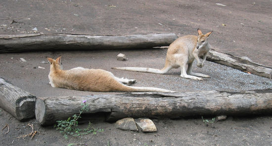 Kommunikation unter Känguruhs