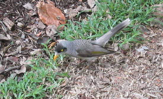 Im Botanischen Garten von Brisbane