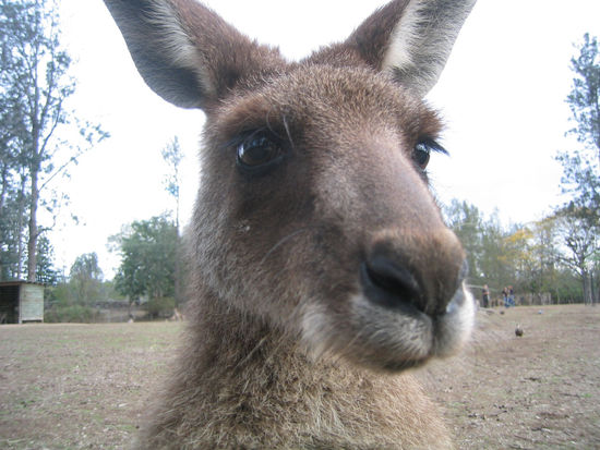 Kleine Känguruh-Anatomie: Kopf...