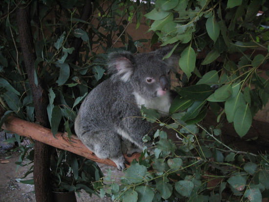 Hungriger Koala