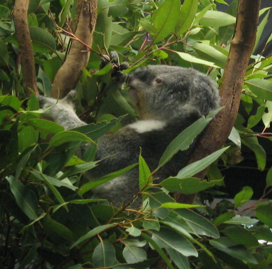 Koala in seinem Element