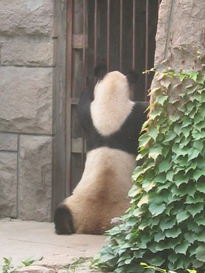 Pandabär, der draussen ist und wieder rein will (nicht umgekehrt!)