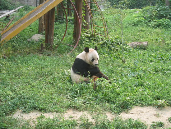 Dieser Panda hat noch eine Rutschbahn ...
