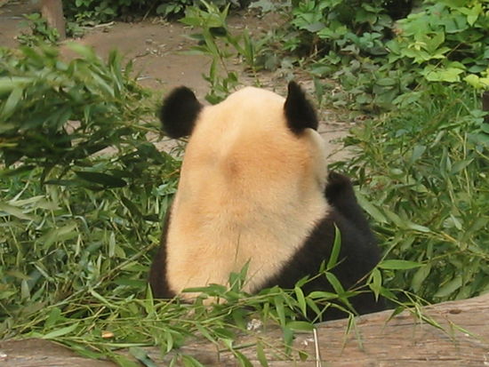 Dieser kaut genüsslich seinen Bambus