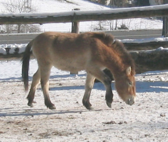Przewalskipferd im Wildpark Langenberg
