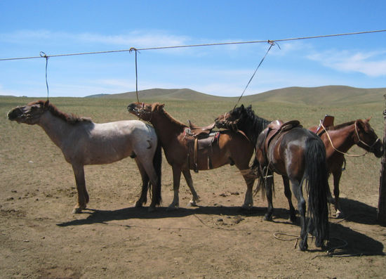 Ausruhen nach dem Ausritt