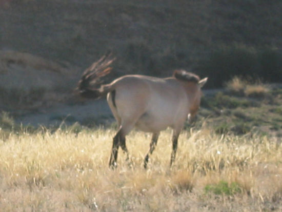 Mein erstes Takhi mit Digitalzoom...