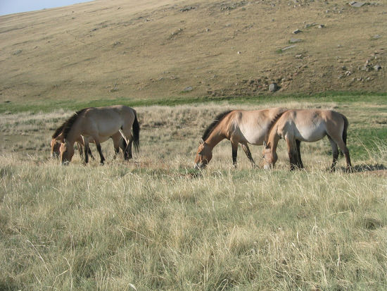 So nahe kommt man an die Takhi, wenn man sich nicht bewegt