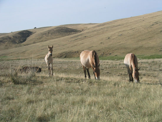 Aber dem Fohlen konnte ich nicht vortäuschen, ich sei ein Stein