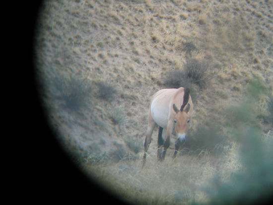 Auch diese Stute wurde misstrauisch, als sich der Grasbüschel plötzlich bewegte (durchs Fernglas fotografiert!)