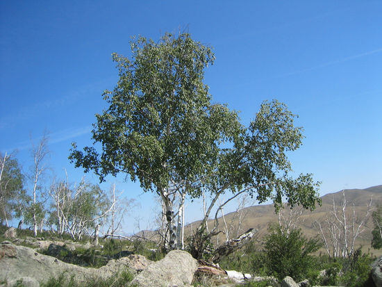 Hier gibt es zahlreiche Birken, die dem Nationalpark seinen Namen gaben (Hustai = Birke)
