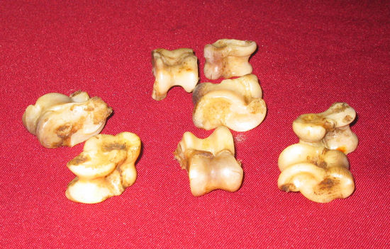 Die Knochen aus der Nähe