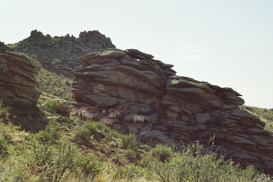 Die Herde um Hengst Baavgai hat ihn schon gefunden