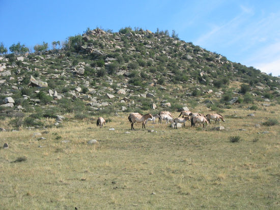 Auf in den Schatten!