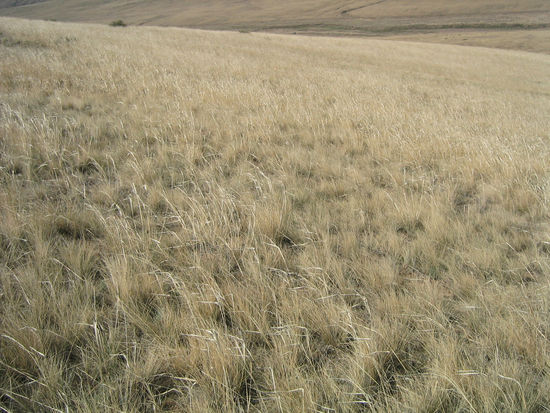 Gras soweit das Auge reicht