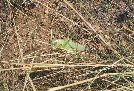 ... Grashüpfer, ...