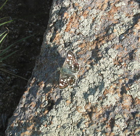 ... Schmetterlinge, ...