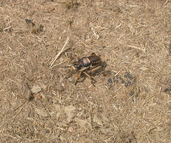 Sattelschrecke in ihrem Lieblingselement