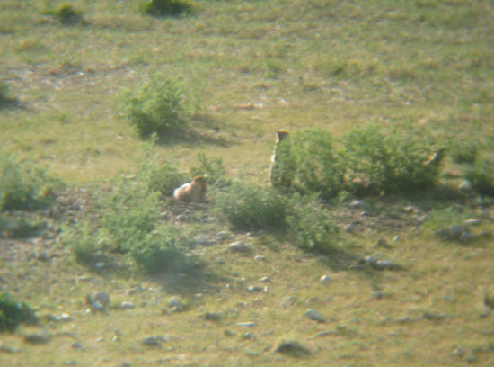 ... und Murmeltiere (die Hasen waren zu schnell für die Kamera)