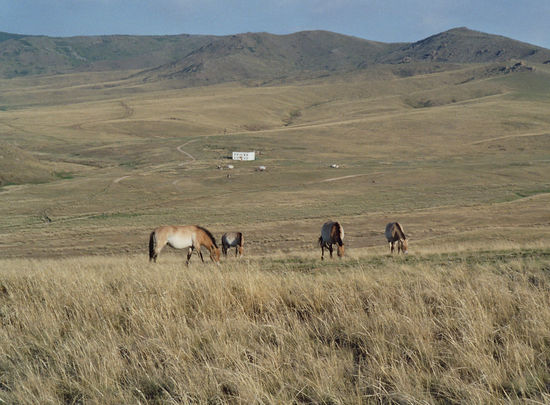 Und ab und zu lief mir wieder ein Takhi über den Weg...