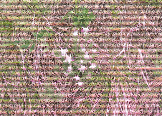 Gerastertes Edelweiss ...