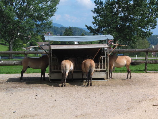 Die Takhi im Wildpark Langenberg sind noch da ...