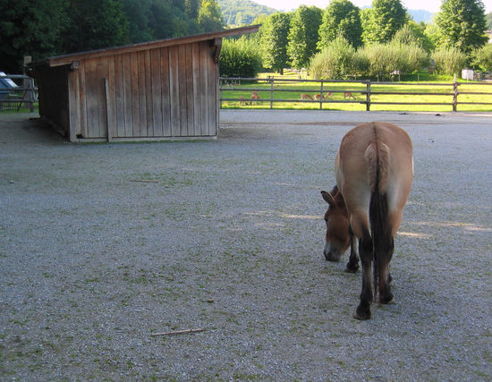... aber dieses geht wahrscheinlich bald auf die Reise (im Hintergrund ist der Transportangewöhnungsstall zu sehen)