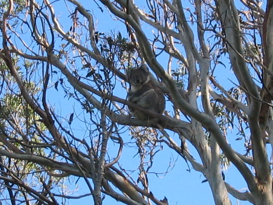 Koala