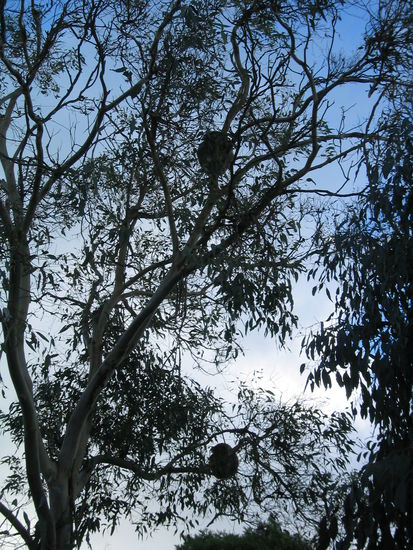 Suchbild: Hier sind 2 Koalas zu sehen