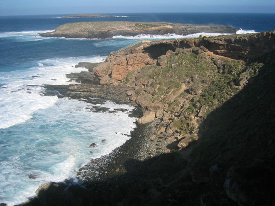 Die braunen Flecken am Strand sind Seelöwen