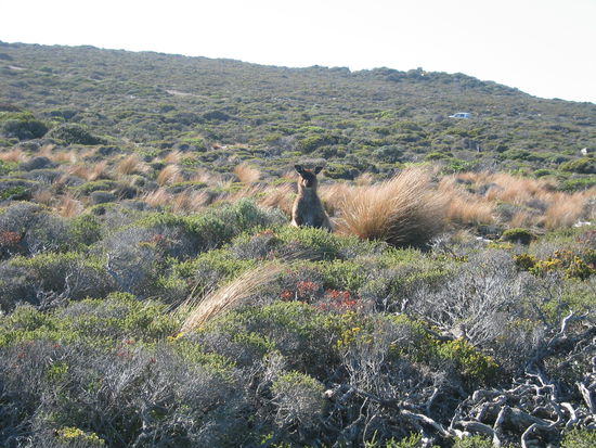 Wieder mal ein Suchbild: Wo ist das Känguruh?
