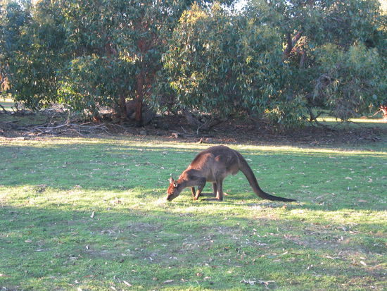 Grasendes Känguruh