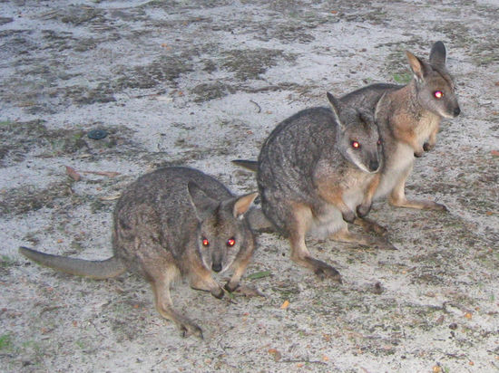 Wallabies