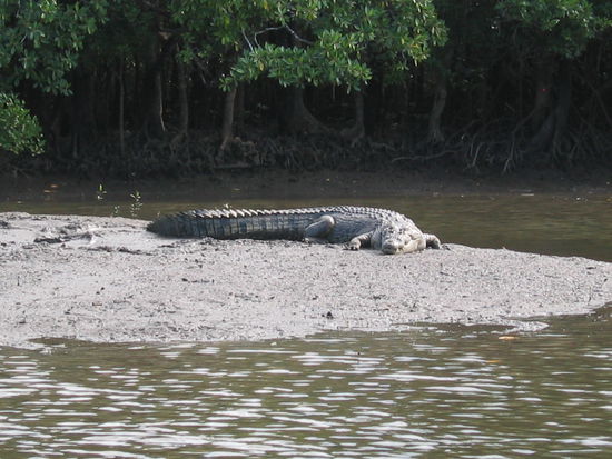 ca. 80 Jahre altes Krokodil