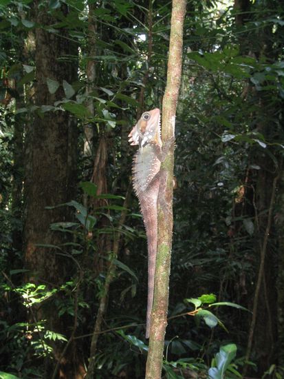 Unbewegliches Tier (die nennen es dort dragon, Drachen)