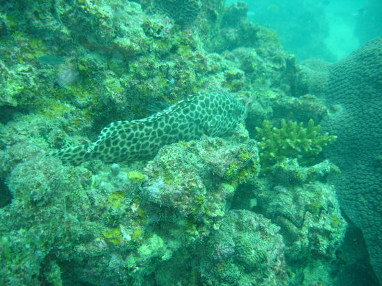 neee, wat jemuetlisch