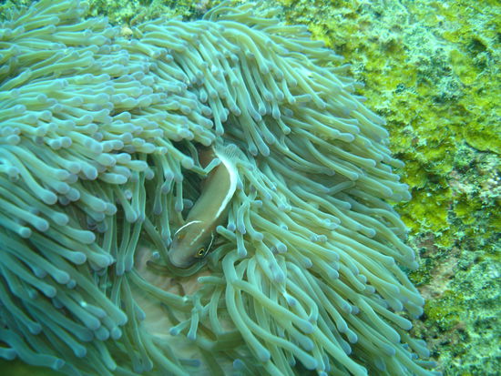 guck nich so neidisch - das ist meine Anemone...