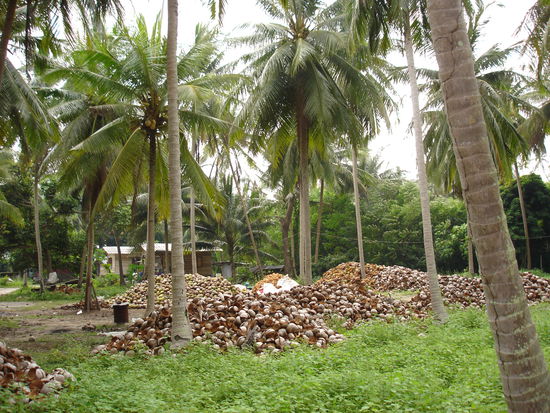 ...mag jemand ne frische Kokosnuss?