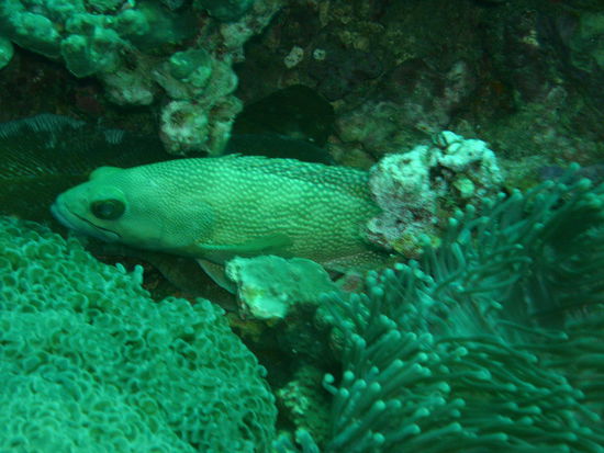 ...schlecht versteckt...