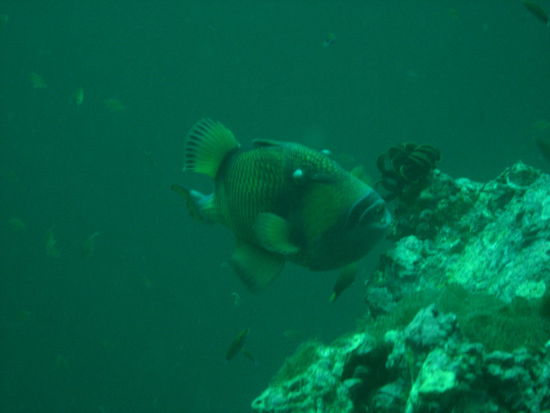 ein boeser boeser Zeitgenosse ! Clown Triggerfish = Drueckerfisch (hier ca. 60-70cm lang. Die beissen und attakieren wirklich !