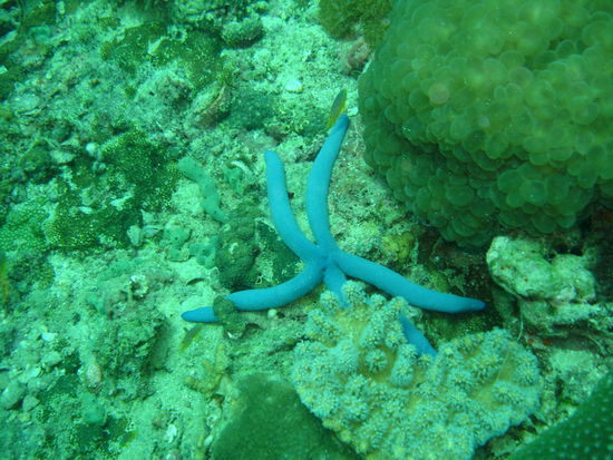 Blauer Seestern und eine Qualle rechts im Bild