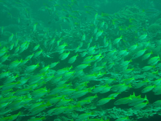 viele viele bunte Fische