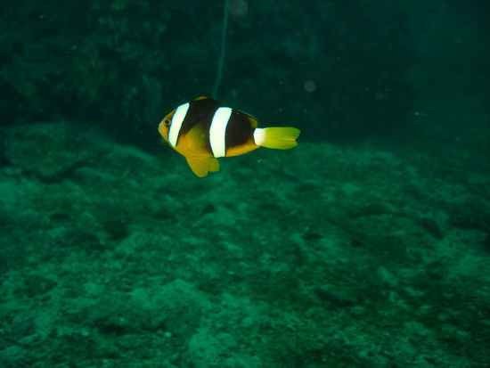 fuer Paula und Teresa - einen lieben Gruss von Nemo solln wir ausrichten