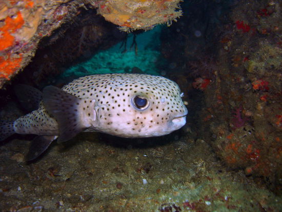 Frau Schwarzpunkt Kofferfisch. Nee - wie fotogen!