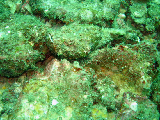 wer findet mich ???  Ich bin ein Steinfisch.