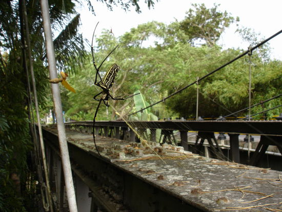 He PAULA - Willst Du die haben?? Die ist auch gaaanz klein und NICHT giftig... 